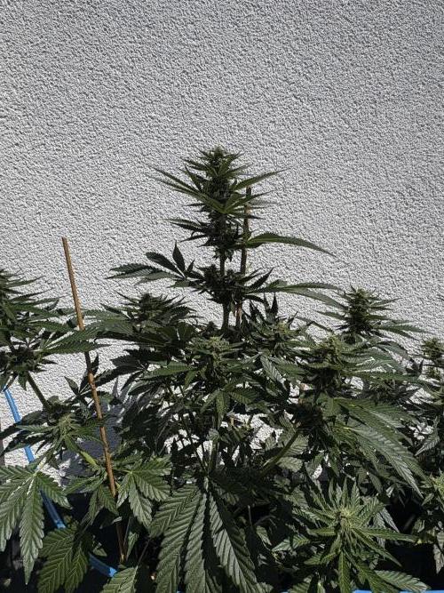 Mephisto Outdoor Sativas. Week 7 - NCH - D51