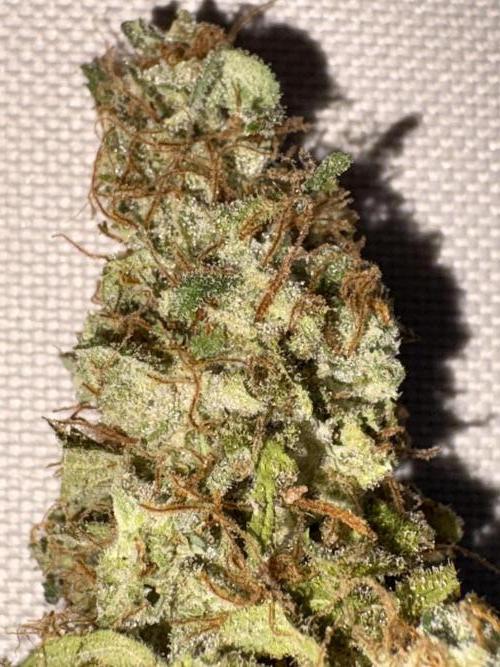 Mephisto and Dutch Passion. Week 12 - FS x SC 2 weeks cured - 2x flash