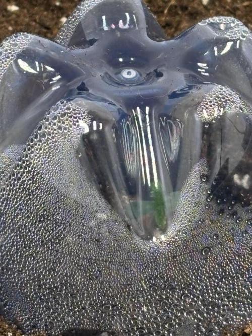 505 Headbanger. Week 1