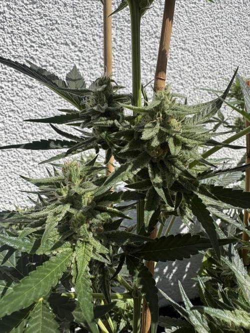 Mephisto Outdoor Sativas. Week 7 - CC - D51