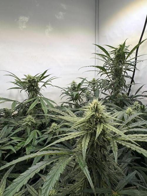 505 Headbanger. Week 8 - D50 