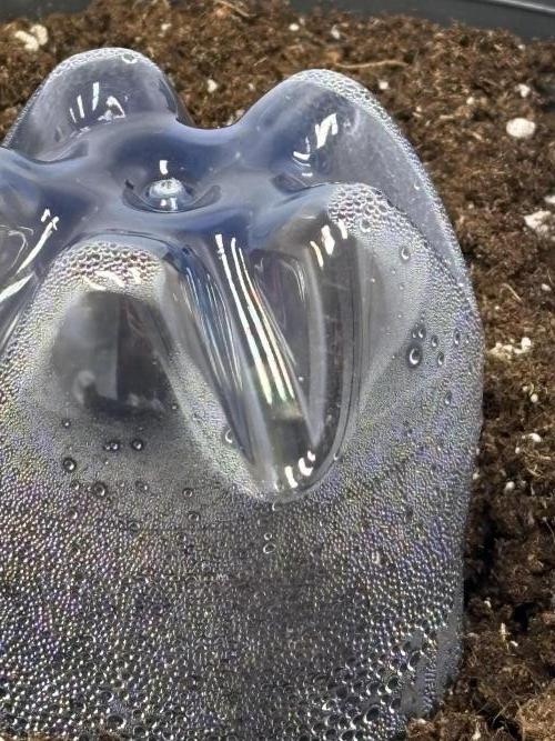 505 Headbanger. Week 1