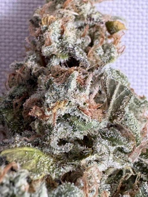 Mephisto and Dutch Passion. Week 12 - Dead Lot 2 weeks cured - 2x