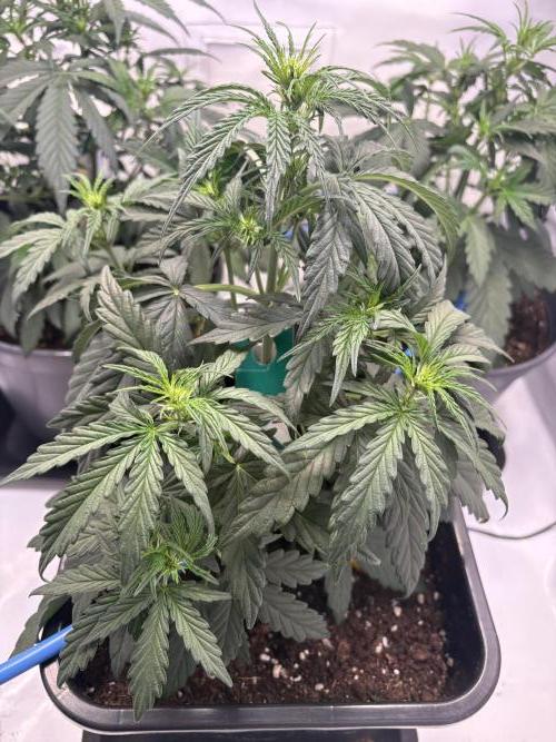 505 Headbanger. Week 5 - #2 - D29