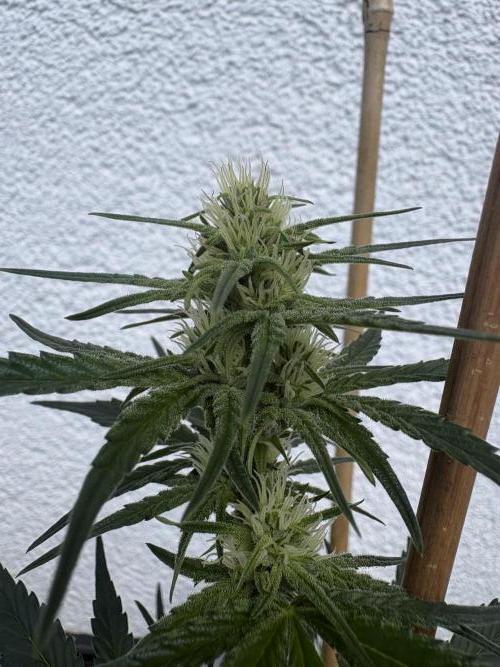 Mephisto Outdoor Sativas. Week 5 - CC - D38