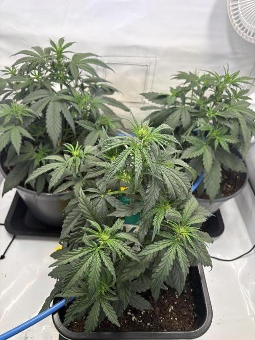 505 Headbanger. Week 5 - D29