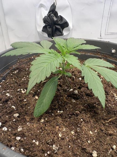 505 Headbanger. Week 3 - #1 - D14