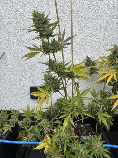Mephisto Outdoor Sativas. Week 10 - CC - D81