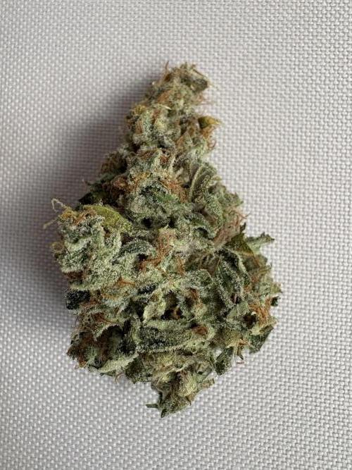 Mephisto and Dutch Passion. Week 12 - Dead Lot 2 weeks cured