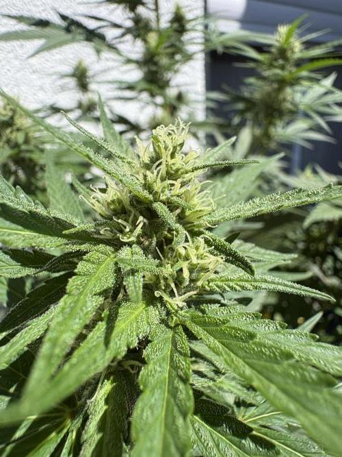 Mephisto Outdoor Sativas. Week 7 - OSB - D51