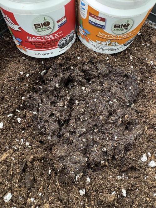 505 Headbanger. Week 0 - finished mud pie