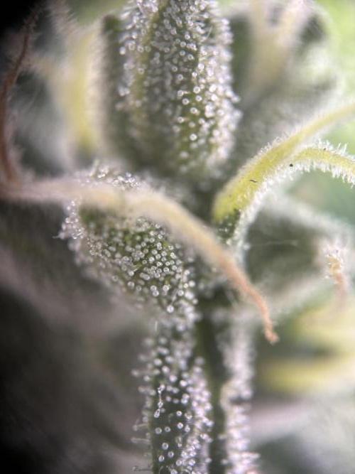 Mephisto Outdoor Sativas. Week 9