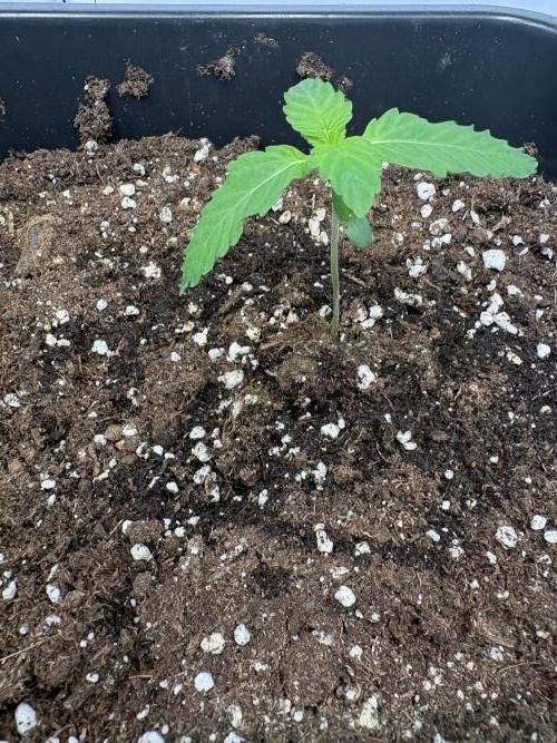 Mephisto Outdoor Sativas. Week 1 - NCH - D7