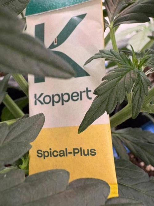 505 Headbanger. Week 5 - Pradator mites sachets