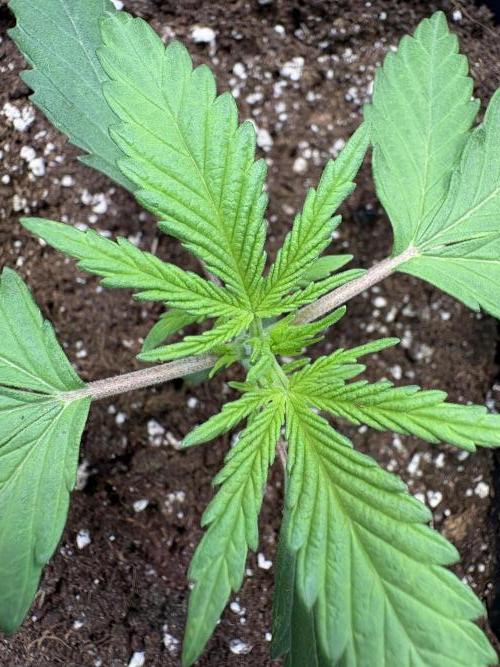 Mephisto Outdoor Sativas. Week 2 - OSB - D14