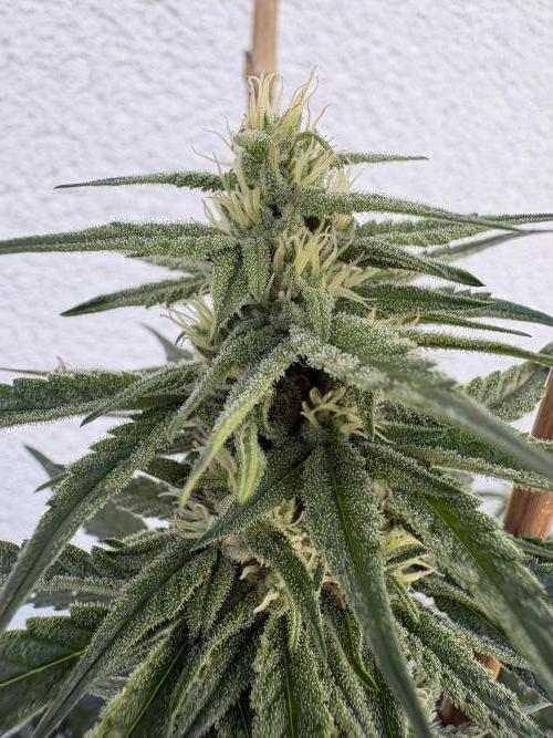 Mephisto Outdoor Sativas. Week 6 - CC - D45