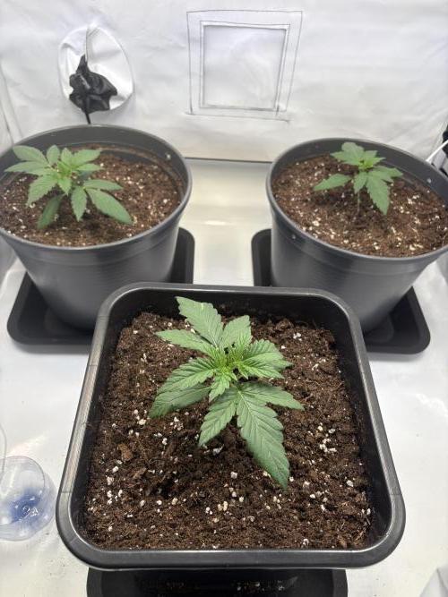 505 Headbanger. Week 3 - D14