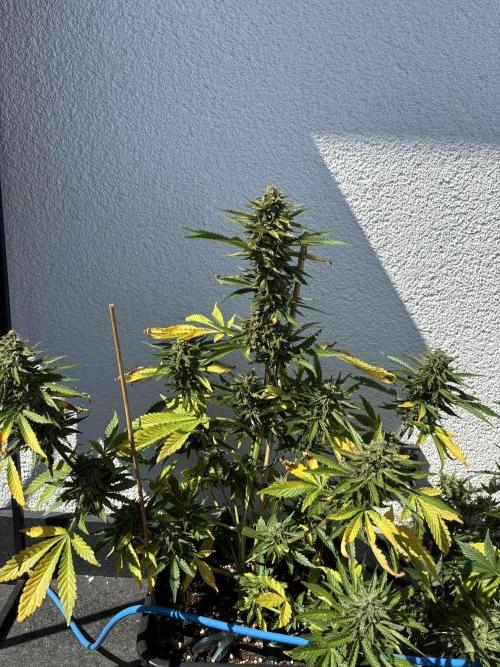 Mephisto Outdoor Sativas. Week 9 - NCH - D68