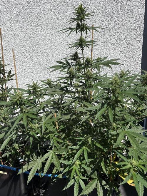 Mephisto Outdoor Sativas. Week 7 - OSB - D51