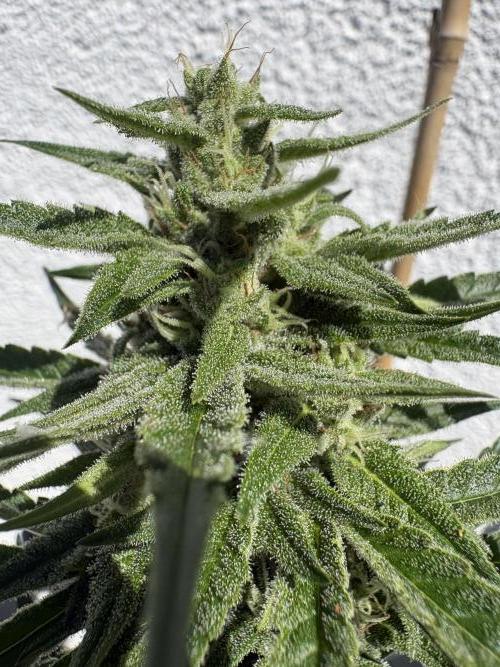 Mephisto Outdoor Sativas. Week 7 - CC - D51