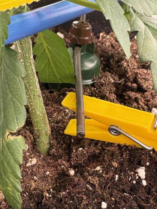 505 Headbanger. Week 5 - Blumat carrots