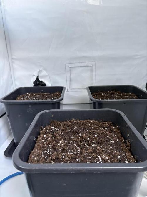 Mephisto Outdoor Sativas. Week 0