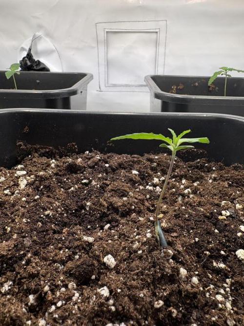 Mephisto Outdoor Sativas. Week 1