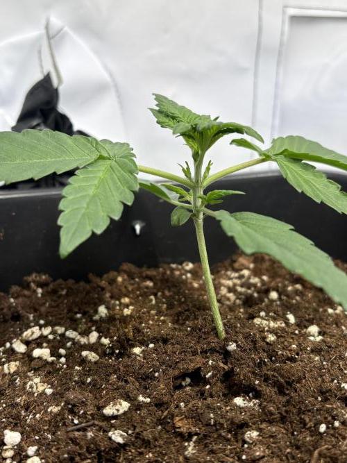 Mephisto Outdoor Sativas. Week 2 - CC - D14