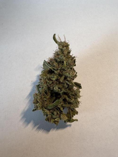 505 Headbanger. Week 12 - #1