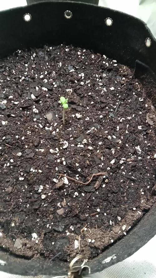 Grow614