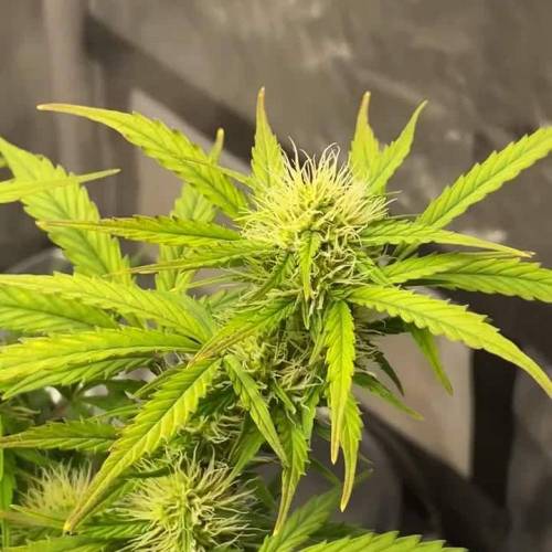 Northern Lights - First Grow