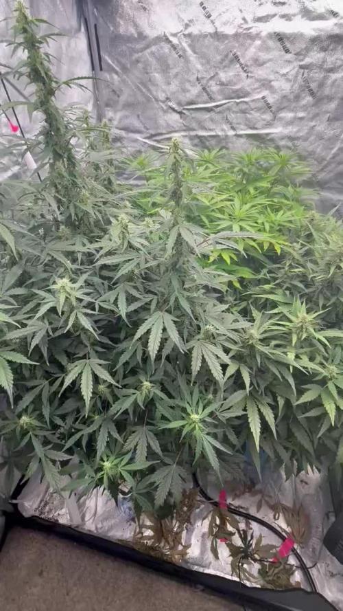 Grow 5 - Northern Light