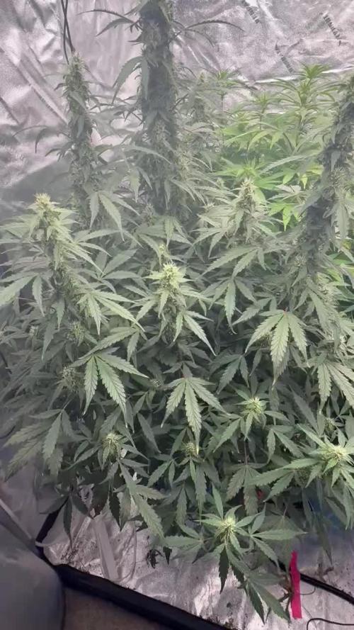 Grow 5 - Northern Light