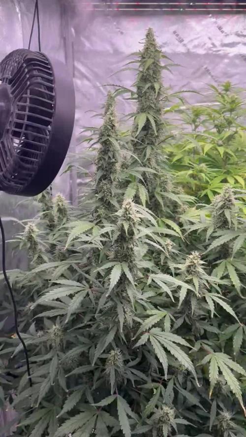 Grow 5 - Northern Light