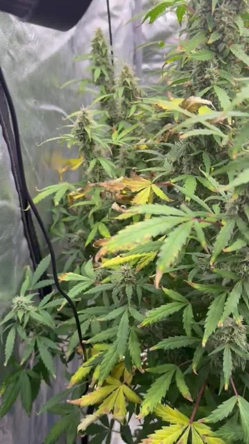 Grow 5 - Northern Light