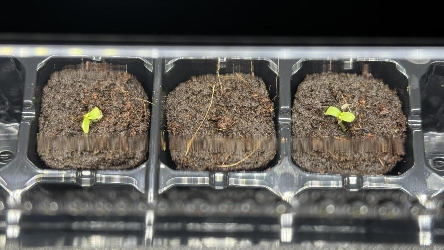 Tropical Popesicle. Week 0 - Day 1 
Germination day.
11/08/2025