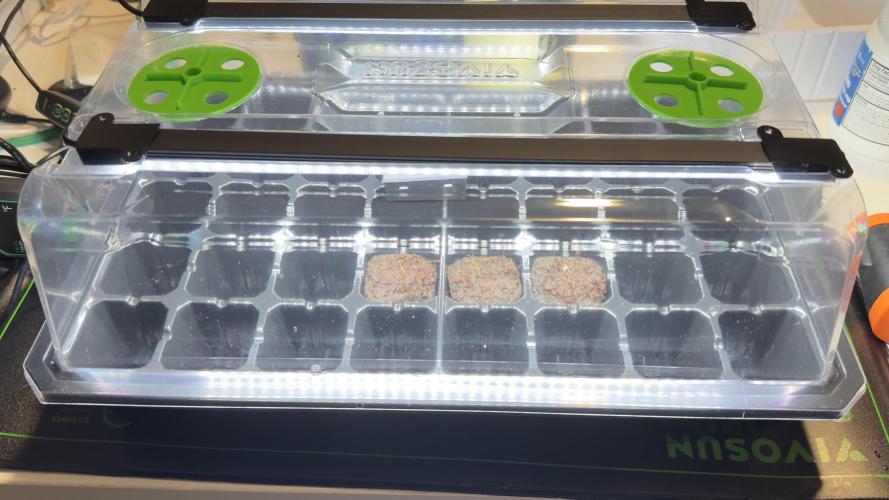 Tropical Popesicle. Week 0 - Day 0
planted 11/05/2025