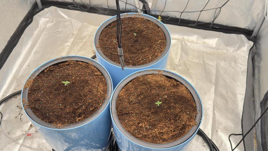 Tropical Popesicle. Week 0 - Day 3
in forever home
11/10/2025