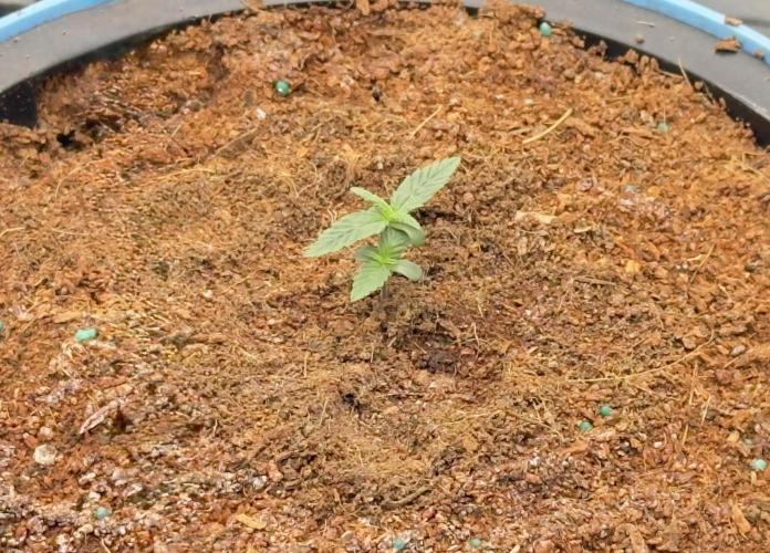 Tropical Popesicle. Week 1 - Day 7