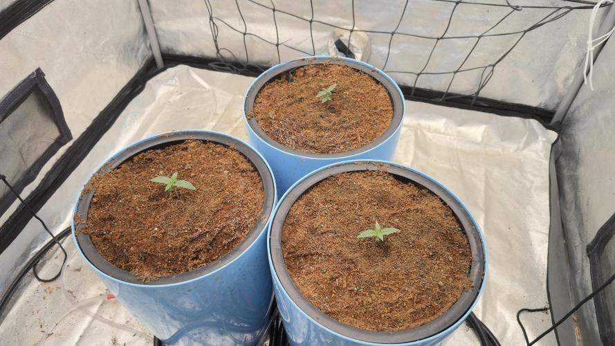 Tropical Popesicle. Week 1 - Tent 
Day 7