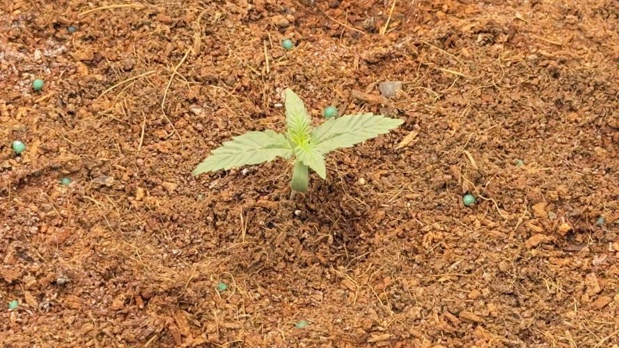 Tropical Popesicle. Week 1 - Day 7