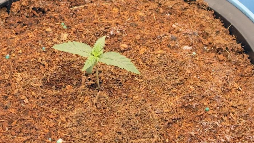 Tropical Popesicle. Week 1 - Day 7