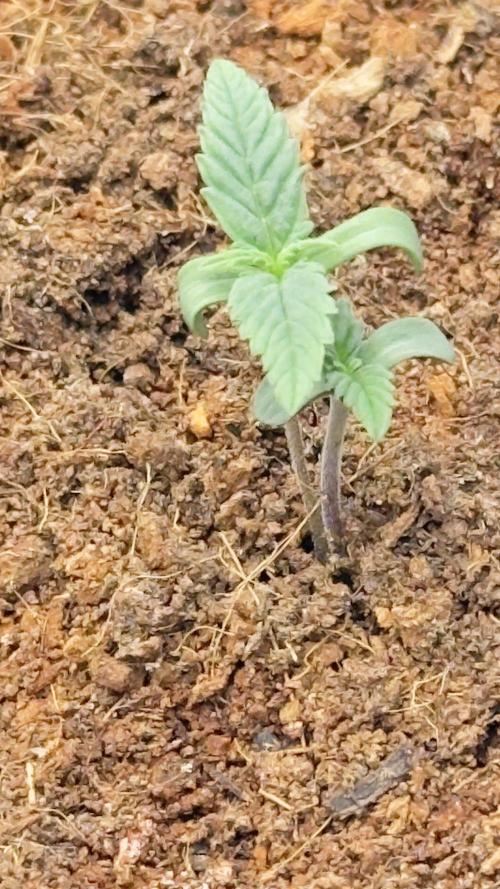 Tropical Popesicle. Week 1 - FUnny.. Opps