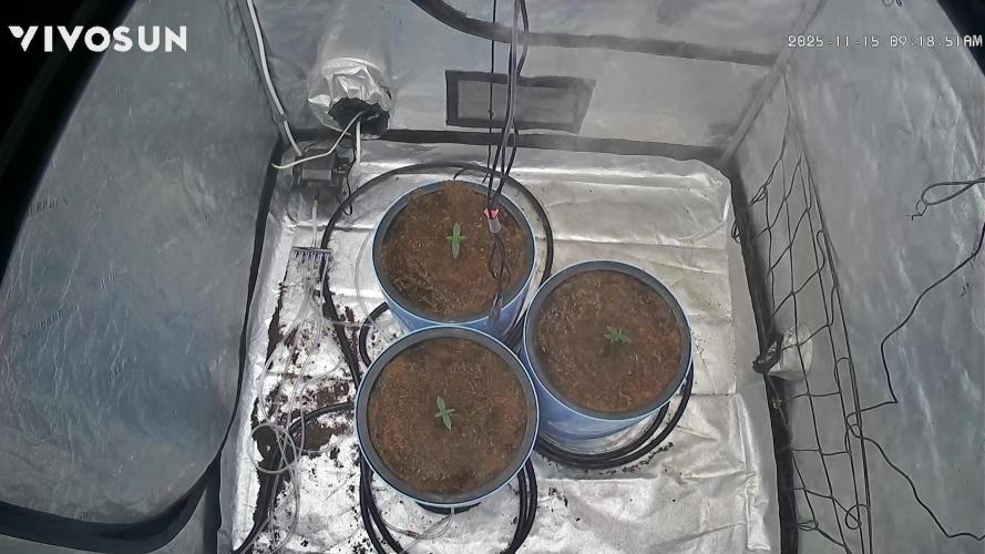 Tropical Popesicle. Week 1 - Growcam