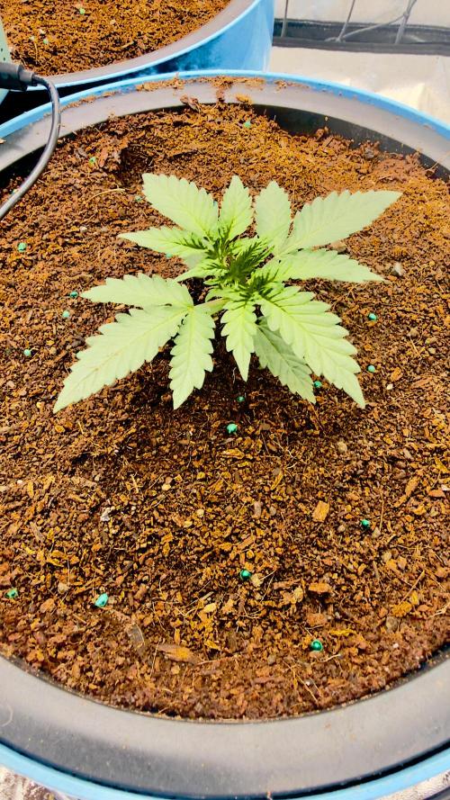 Tropical Popesicle. Week 2 - Day 14
Plant 1