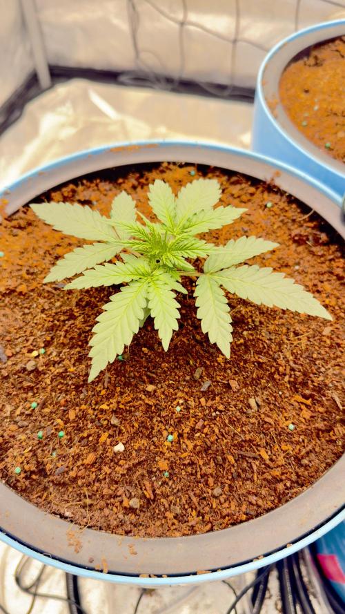 Tropical Popesicle. Week 2 - Day 14
Plant 2