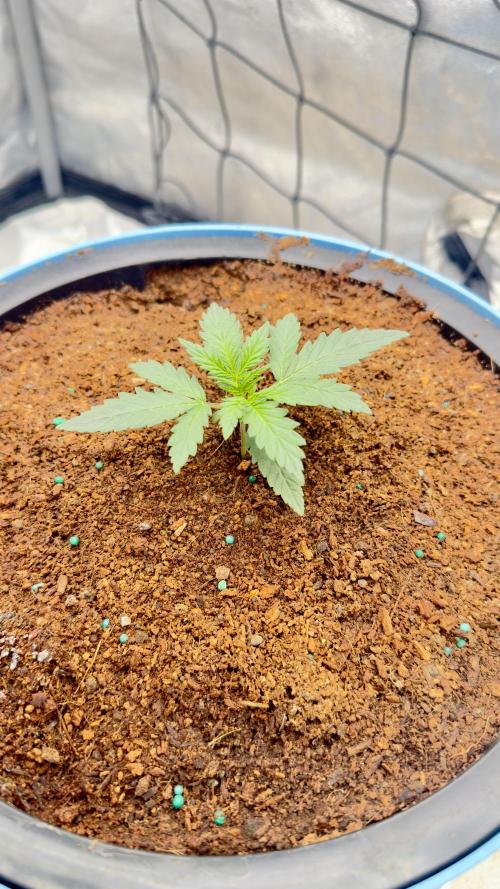 Tropical Popesicle. Week 2 - Day14
Plant 3