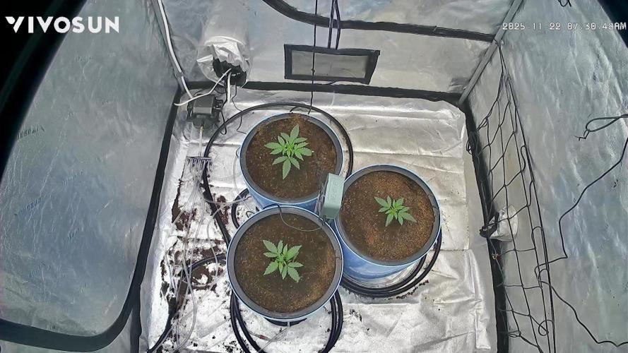 Tropical Popesicle. Week 2 - Growcam