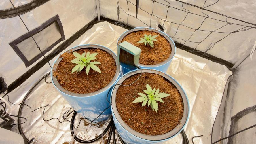 Tropical Popesicle. Week 2 - Day 14 
Tent