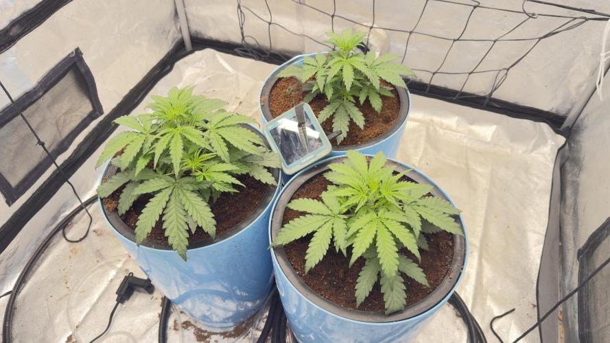 Tropical Popesicle. Week 3 - Day 21
Tent